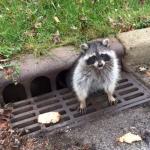 happy raccoon