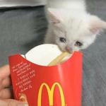 Sad kitten eats fries