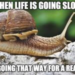 SNAILS PACE Meme Generator - Imgflip