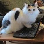 Computer Cat