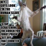 MOCKER CAT | "STOP SCRATCHING THE COUCH YOU FURRY PRICK" "GET OFF THAT COUNTER TOP" HAHHAAHA DUH I'M THE DUMB HUMAN; HEY GUYS LOOK I'M THE HUMAN SLAVE | image tagged in mocker cat | made w/ Imgflip meme maker