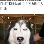Biological Dog | HIM: DID YOU ADOPT YOUR DOG? ME: NO HE'S MY BIOLOGICAL DOG. HIM: | image tagged in seriously_husky,funny memes,seriously,dog | made w/ Imgflip meme maker