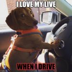 Wiener Dog in Car | I LOVE MY LIVE; WHEN I DRIVE | image tagged in wiener dog in car | made w/ Imgflip meme maker