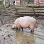 muddy pig