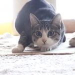 Yev The Cat!!! GIF Template
