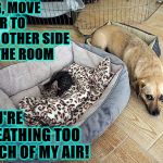 MOVE IT DOG | DOG, MOVE OVER TO THE OTHER SIDE OF THE ROOM; YOU'RE BREATHING TOO MUCH OF MY AIR! | image tagged in move it dog | made w/ Imgflip meme maker