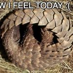 Not in the best of moods | HOW I FEEL TODAY :( :( :( | image tagged in anteater,bad day,sad,feelings,blue | made w/ Imgflip meme maker