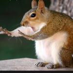 Hold up squirrel