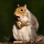 shocked squirrel