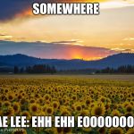 Cause your a sunflower your love will never be too much | SOMEWHERE; SWAE LEE: EHH EHH EOOOOOOOOHH | image tagged in sunflowers after rain | made w/ Imgflip meme maker