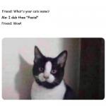 Name The Cat meme