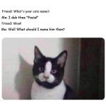 Name The Cat | Me: Well What should I name him then? COVELL BELLAMY III | image tagged in name the cat | made w/ Imgflip meme maker