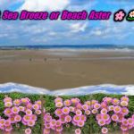 DYMCHURCH | 🌸🌼 Sea  Breeze  or  Beach  Aster  🌸🌼❤️ | image tagged in dymchurch | made w/ Imgflip meme maker