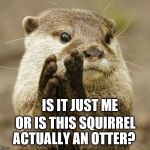 Squirrel Applause | IS IT JUST ME; OR IS THIS SQUIRREL ACTUALLY AN OTTER? | image tagged in squirrel applause | made w/ Imgflip meme maker