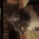 cat GIF Template