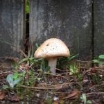 mushroom | image tagged in mushroom | made w/ Imgflip meme maker