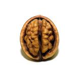 Nut Brain