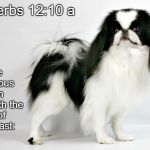 Black & White Japanese Chin | The righteous man regardeth the life of his beast:; Proverbs 12:10 a | image tagged in black  white japanese chin | made w/ Imgflip meme maker