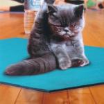 Yoga cat