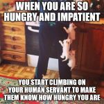 Hungry Kitties hassling human servant | WHEN YOU ARE SO HUNGRY AND IMPATIENT; YOU START CLIMBING ON YOUR HUMAN SERVANT TO MAKE THEM KNOW HOW HUNGRY YOU ARE | image tagged in kitties climbing on clothes,kitties,food,humans,climbing,adorable | made w/ Imgflip meme maker