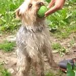 My doggo getting a ball
