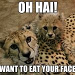 Oh Hai CheetAAAAAAAAH!! | OH HAI! I WANT TO EAT YOUR FACE!! | image tagged in oh hai cheetaaaaaaaah | made w/ Imgflip meme maker