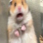 hamster meme | WHEN YOU FIND; OUT IT'S MONDAY | image tagged in hamster meme | made w/ Imgflip meme maker