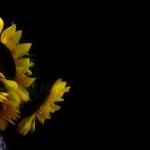 Spanish sunflower