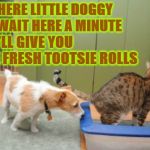 TOOTSIE ROLLS | HEY THERE LITTLE DOGGY JUST WAIT HERE A MINUTE; AND I'LL GIVE YOU SOME FRESH TOOTSIE ROLLS | image tagged in tootsie rolls | made w/ Imgflip meme maker