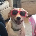 Sunglasses Dog meme