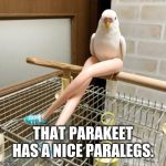Sorry, I couldn't think of anything better. | THAT PARAKEET HAS A NICE PARALEGS. | image tagged in bird with legs,memes,bad pun | made w/ Imgflip meme maker