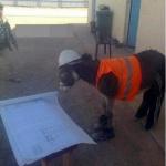 Donkey Hard Hat