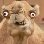 ugly camel meme