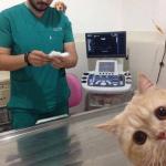 CAT AT DOCTOR meme