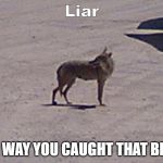 caught out | Liar; NO WAY YOU CAUGHT THAT BIRB | image tagged in punny,pics or lie | made w/ Imgflip meme maker