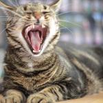 Cat Yawning meme