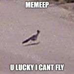 mad skills | MEMEEP; U LUCKY I CANT FLY | image tagged in mad skills | made w/ Imgflip meme maker