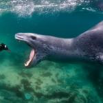 Leopard seal penguin