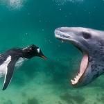 Penguin Seal close-up