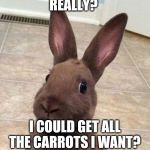 Really? Rabbit | REALLY? I COULD GET ALL THE CARROTS I WANT? | image tagged in really rabbit | made w/ Imgflip meme maker