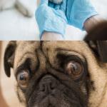Dog with Anal Glans