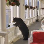 Balcony Bear