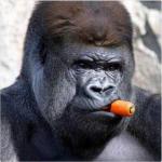J. Jonah Jameson gorilla