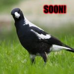 Australian Magpie | SOON! | image tagged in australian magpie | made w/ Imgflip meme maker