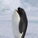 Whale Penguin | THEY SAID I COULD BE ANYTHING; SO I BECAME A WHALE SPY | image tagged in whale penguin | made w/ Imgflip meme maker