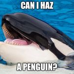 Hehehe orca | CAN I HAZ; A PENGUIN? | image tagged in hehehe orca | made w/ Imgflip meme maker
