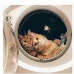 CATS IN A WASHER
