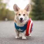 Captain Corgi