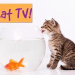 Cat TV!