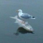 Gull surfing on a fish